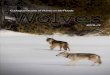 Ecological Studies of Wolves on Isle Royale · Study’s events and activities are recorded in Notes from the Field, which is available at the project’s website (). Summary From