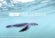 2018 Annual Report€¦ · Through our research and conservation program in Bocas del Toro, Panama, STC monitored and protected both leather-back and hawksbill turtle nests at several
