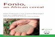 Fonio, as rice, wheat and corn. · Fonio is considered a “minor” cereal compared to “major” cereals such as rice, wheat and corn. However it is the staple food of many rural