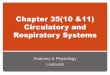 Chapter 35 Circulatory and Respiratory Systemsloulousisbiology.weebly.com/uploads/2/1/9/3/21932052/chapter_35... · • Each signal following by contraction of heart muscle that causes