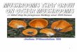 Mushrooms Growing On Other Mushrooms Key€¦ · Trail Key to Mushrooms Growing on Other Mushrooms By John Plischke Introduction There are many different types of mushrooms that grow