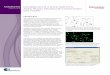 Application Note Development of a Novel Method to Assess … · 2018-05-31 · Cell Viability Development of a Novel Method to Assess Primary Hepatocyte Concentration and Viability