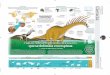 EU Ciencia China India África Argentina Australia Espinas · El dinosaurio reciente-mente descubierto tenía la anatomía de un Diplodocus, media de altura 4 metros y 9 metros de