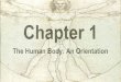 The Human Body: An Orientationrothal.weebly.com/uploads/4/0/6/3/40633057/a_p_chapter_1_2.pdf6th Body System: Digestive Anatomy: stomach, small/ large intestines, trachea, ... prevent
