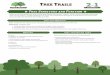 Tree Structure and Function - Texas A&M Forest Service · 2016-10-21 · 2. Ask students to draw a tree, label the parts and name the function of the different parts. Have students