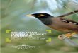 CONTENTS - Tweed Shire Myna… · CONTENTS The Indian Myna Control Project Pg 2 The Problem with Indian Mynas Pg 3 Identification Pg 4 Behaviour and Habits Pg 6 Managing the Invasion