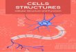 CELLS STRUCTURES - LifeliqePalo Alto, CA: CK-12 Foundation. Except as otherwise noted, all cK-12 content (including cK-12 curriculum material) is made available to users in accordance
