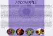 XOCONOSTLE - Culinary Art School€¦ · XOCONOSTLE Ubicación(taxonómicay(distribucióndelos( xoconostles.($ Las especies$productorasde$xoconostles$pertenecen$a$la$Familia$Cactaceae,