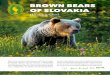 BROWN BEARS OF SLOVAKIA - spravatanap.skspravatanap.sk/web/download/brown bears of Slovakia.pdf · Tatra National Park is the oldest national park in Slovakia and was established