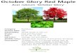 October Glory Red Maple - treescharlotte.org · October Glory Red Maple. Acer rubrum ‘October Glory’ Category: Deciduous. Growth Rate: Fast. Adaptability: Partial shade to full