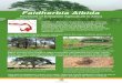 Faidherbia Albida - | World Agroforestry...Faidherbia albida agroforests with minimum tillage maize provide organic fertilizer and abundant nutritious livestock fodder, sequester carbon,