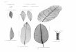 ssr187 - Group J - part1 - A field key to the trees and …...GROUP J 65 GROUP J Tree or shrub, no prickles, leaves simple, > 2 mm wide, no sap exudate, venation not parallel, leaf