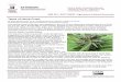 Types of Hemp Crops - Central State University€¦ · Commercial hemp production was legalized in the U.S. by the Agriculture Improvement Act of 2018. On July 30, 2019, Senate Bill
