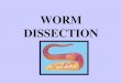 WORM DISSECTION314498112373402707.weebly.com/.../9/7/3/6/9736944/earthworm_di… · SEGMENTED WORMS Return nutrients to soil by decomposing dead leaves and organic matter Burrowing