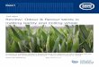 Final report Review: Odour & flavour taints in malting barley and milling … and flavour taints... · 2019-05-09 · Final report Review: Odour & flavour taints in malting barley