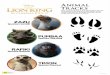 THE LION KING IN CINEMAS JULY 17 ANIMAL TRACKS When a … · LION KING IN CINEMAS JULY 17 ANIMAL TRACKS When a new prince is born, all of the animals in the Pride Lands travel to