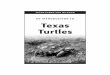 An Introduction to Texas Turtles · North Padre Island and four on Mustang Island. Green sea turtles are primarily herbivorous, while loggerheads, hawksbills and ridleys feed primarily