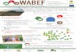 WABEF is very dynamic and has achieved promising results ... · Produire de l’énergie et des fertilisants avec les produits résiduaires organiques d’Afrique de l’Ouest WABEF