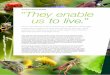 The fate of insects globally “They enable us to live.”figures and identify the causes. Looking for causes, many people think that they have found an easy equation: Insecticides