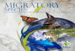 Migratory - United States Fish and Wildlife Service...whales and dolphins in the Americas in order to benefit both the species and the communities Dive tourism also leaves millions