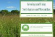 GROWING AND USING SWITCHGRASS AND MISCANTHUS 2017-02-17آ  â€¢Miscanthus has low canopy formation in