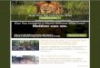 National Geographic's 'Cat Watch' Q&A on 'The Fate of the ... · National Geographic book, Tigers Forever: Saving the World's Most Endangered Big Cat, will go on sale in less than
