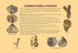 COMMON FOSSILS of INDIANA · Fossils are the preserved remains of creatures from long ago. Most Indiana fossils are from the Paleozoic Era, 542 million to 250 million years ago. During