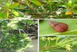 Life on Fiji’s Mangrove Trees - IUCN...4 • Life on fiji’s Mangrove Trees Life on fiji’s Mangrove Trees • 5 FoReWoRD The mangrove ecosystem is amongst the worlds richest in