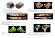 Lot 36 - NC SHELL CLUB catalog 2 2018.pdf · Lot 54 Fossil, Anadara ovalis (Bruguiere, 1789) Pleis-tocene Nags Head , North Carolina 84mm Similar to the sub-fossil mollusks found