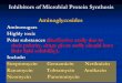 Inhibitors of Microbial Protein Synthesis Aminoglycosides · Aminoglycosides clinical uses: - Gentamicin, netilmicin, tobramycin, amikacin Very potent against G-ve bacilli (E. coli,