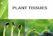 Plant tissues - WordPress.comPermanent tissues •Mature tissues of the plant •Derived from meristematic tissue by cell enlargement and differentiation •Simple tissues: same cells