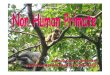 Non Human Primateปี 5-52 - Kasetsart University Human Primate 5.52.pdf · Primate Taxonomy (Revise) Order Primate Suborder Infraorder Superfamily Strepsirhini Lemuriformes Loriformes