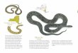 Common Garter Snake - New York State Department of … · 2018-01-17 · ˜e common garter snake is New York’s most common snake species, frequently found in lawns, old ˚elds and
