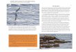 Offshore Sea Life ID Guide: East Coast - Introductionassets.press.princeton.edu/chapters/i10651.pdfhai and B. Jarrett (2006), Petrels, Albatrosses, and Storm-Petrels of North America