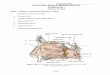 EXAM NUMBER STRUCTURAL BASIS OF MEDICAL PRACTICE ...humangrossanatomy.us/examinations/headneck05/headneckwritten05part1-3ans.pdfb. The infraorbital nerve provides SVE innervation to