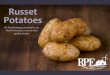 Russet Potatoes - rpespud.com€¦ · Goldrush • Smooth russeted, oblong -blocky to long, variable shape • Under some conditions may have a reddish blush ... •Retail premium