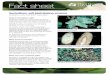 Fact sheet - Plant Health Australia · Fact sheet What is Verticillium wilt? Verticillium dahliae is a widespread soil-borne fungal plant pathogen that causes wilt disease on many