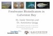 Freshwater Bioindicators in Galveston Bay · Freshwater Bioindicators in Galveston Bay Dr. Jamie Steichen and Dr. Antonietta Quigg Texas A&M University at Galveston ... (PPT) 700
