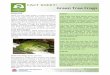 FACT SHEET: Green Tree Frogs - WordPress.com...which was the colour of the specimen that Interesting Facts The study of frogs is called Herpetology Most rainforest frogs have pads