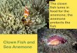 Clown Fish and Sea Anemone - crsd.org Clown Fish and Sea Anemone The clown fish lures in food for the