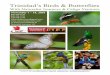 Trinidad’s Birds & Butterflies - Naturalist Journeys · Birds are plentiful; along the trail we often find Guianan (Violaceous) Trogon, Channel-billed Toucan, Golden-olive and Chestnut