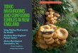 Toxic Jack O’lantern Mushroom TOXIC MUSHROOMS AND ... · Morels are uncommon in the acidic soil of much of Maine and New Hampshire forests, but are common in parts of Quebec, Vermont