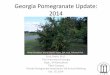 Georgia Pomegranate Update: 2014 · Erick Smith, Ph.D. The University of Georgia Dept., of Horticulture Tifton Campus Florida Pomegranate Association 3rd Annual Meeting Oct. 10, 2014