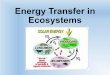 Energy Transfer in Ecosystems - SD41blogs.ca · 2018-01-22 · Energy Transfer in Ecosystems. ... •The sun begins the process of energy transfer within the ecosystem. Solar energy