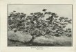 PLATE I. (Frontispiece) - University of Hawaii · 2019-01-05 · Kol~ia lanceolaia Lewton No living specimens of this species are in existence. \Vhile in Europe in 1914, the writer