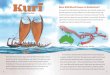 How Did Kur Come to Aotearoa?literacyonline.tki.org.nz/content/download/36540/409607/file/Kurī-SJ... · Looking for an Answer Scientists are trying to find out why kurī disappeared