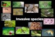 Invasive species - unizg.hr...1. Disturbance gives chance to both native and alien species 2. If disturbance really increase the invasivness of an alien species, there must be constant