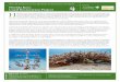 Published by Florida Keys Coral Restoration Project HActive restoration of coral populations is now a feasible and cost-effective way to reestablish live coral to reefs. A collaborative