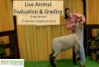 Live Animal Evaluation & Grading Documents/Sm… · Evaluation & Grading Gregg Upchurch. UT Extension Cumberland County. ... Observations on Meat Goat Carcass Evaluation . by Dr