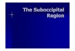 The Suboccipital Region.ppt lectures/Anatomy/The... · 2014-07-05 · The skeleton of the suboccipital region is shown in the figure to the right. As you can see, the following structures